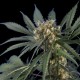 SPIDER SKUNK * HERO SEEDS 5 SEMI FEM 