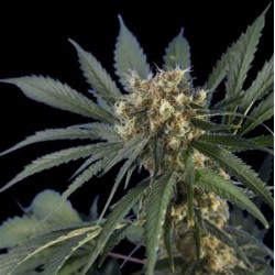 SPIDER SKUNK * HERO SEEDS 5 SEMI FEM 