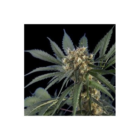 SPIDER SKUNK * HERO SEEDS 5 SEMI FEM 