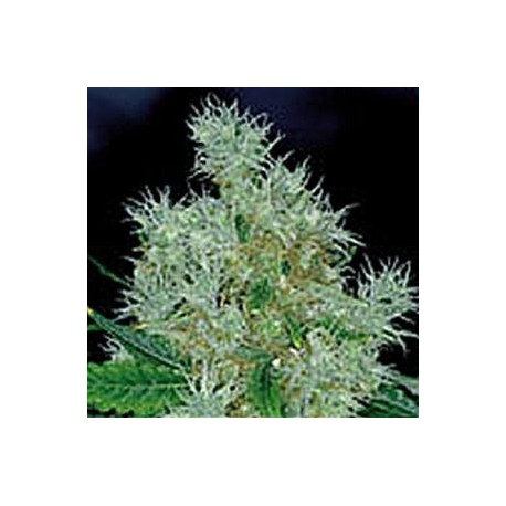 POWER FLOWER * ROYAL QUEEN SEEDS 3 SEMI FEM 