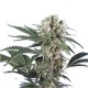 WONDER BLACK DOMINA * HERO SEEDS 5 SEMI FEM 