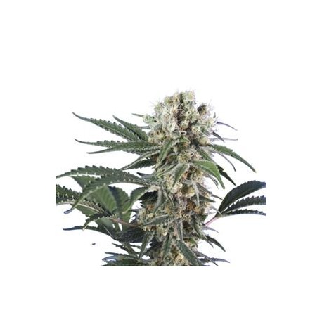 WONDER BLACK DOMINA * HERO SEEDS 5 SEMI FEM 