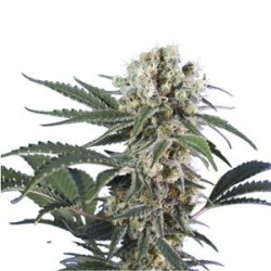 WONDER BLACK DOMINA * HERO SEEDS 10 SEMI FEM