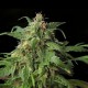 ZOMBI RASTA * HERO SEEDS 5 SEMI FEM