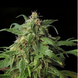 ZOMBI RASTA * HERO SEEDS 5 SEMI FEM