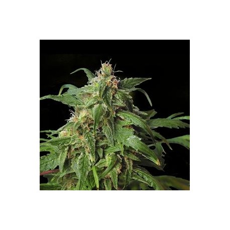 ZOMBI RASTA * HERO SEEDS 5 SEMI FEM