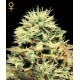 SUPER BUD * GREEN HOUSE FEMINIZED 10 SEMI 