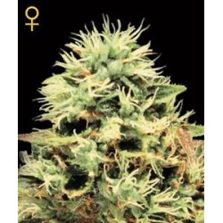 SUPER BUD * GREEN HOUSE FEMINIZED 10 SEMI 