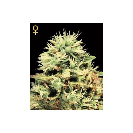 SUPER BUD * GREEN HOUSE FEMINIZED 10 SEMI 