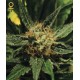 DIAMOND GIRL * GREEN HOUSE FEMINIZED 10 SEMI 