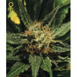 DIAMOND GIRL * GREEN HOUSE FEMINIZED 10 SEMI 