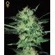 SUPER CRITICAL * GREEN HOUSE FEMINIZED 10 SEMI 