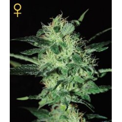 SUPER CRITICAL * GREEN HOUSE FEMINIZED 10 SEMI 