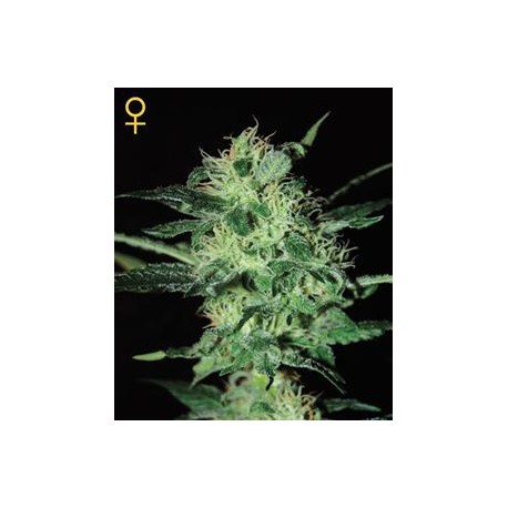 SUPER CRITICAL * GREEN HOUSE FEMINIZED 10 SEMI 