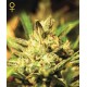 SUPER CRITICAL AUTO * GREEN HOUSE FEMINIZED 10 SEMI 