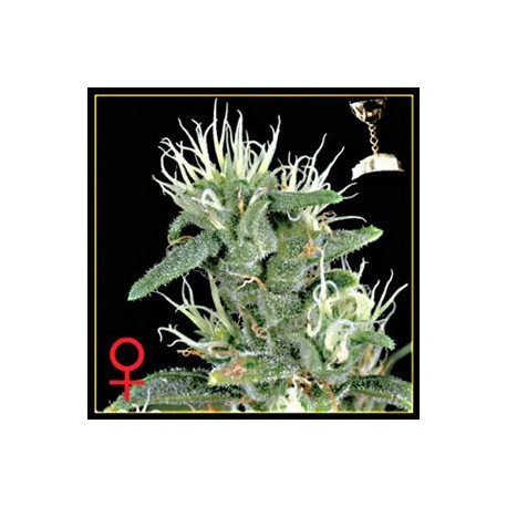 BIG BANG AUTOFLOWERING * GREEN HOUSE FEMINIZED 10 SEMI 