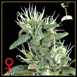 BIG BANG AUTOFLOWERING * GREEN HOUSE FEMINIZED 3 SEMI 