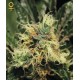 PURE KUSH * GREEN HOUSE FEMINIZED 5 SEMI 