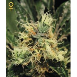 PURE KUSH * GREEN HOUSE FEMINIZED 5 SEMI 