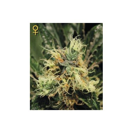 PURE KUSH * GREEN HOUSE FEMINIZED 5 SEMI 