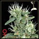 BIG BANG AUTOFLOWERING * GREEN HOUSE FEMINIZED 5 SEMI 