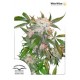 WHITE WIDOW ® * DUTCH PASSION 3 SEMI FEM