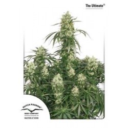 THE ULTIMATE ® * DUTCH PASSION 3 SEMI FEM