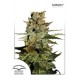 AUTO BLUEBERRY AUTOFEM ® * DUTCH PASSION 7 SEMI FEM