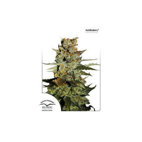 AUTO BLUEBERRY AUTOFEM ® * DUTCH PASSION 7 SEMI FEM