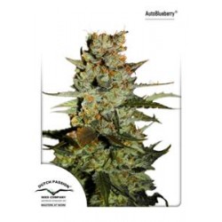 AUTO BLUEBERRY AUTOFEM ® * DUTCH PASSION 3 SEMI FEM