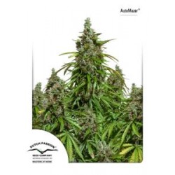 AUTO MAZAR ® * DUTCH PASSION 3 SEMI FEM