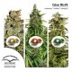 MIX 6 * DUTCH PASSION COLOUR MIXES( AUTO FEM) 6 SEMI