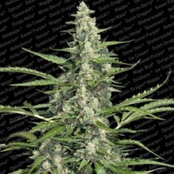 PANDORA AUTO* PARADISE SEEDS FEMINIZED 10 SEMI 