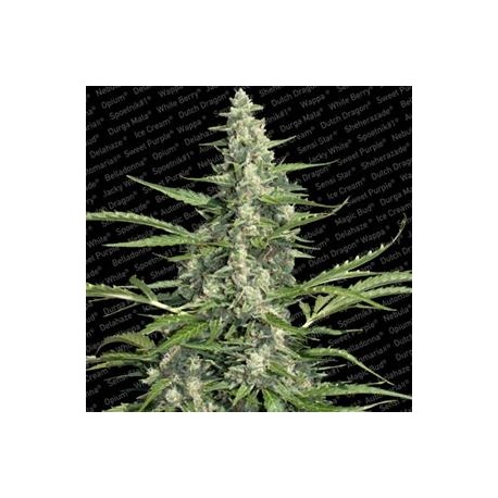 PANDORA AUTO* PARADISE SEEDS FEMINIZED 10 SEMI 