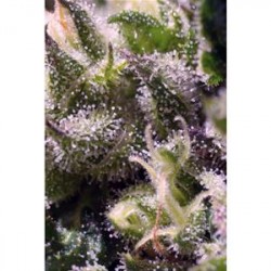 CREAM CARAMEL AUTO * SWEET SEEDS FEMINIZED 3 SEMI 