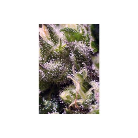 CREAM CARAMEL AUTO * SWEET SEEDS FEMINIZED 3 SEMI 