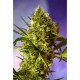 BIG DEVIL #2 AUTO * SWEET SEEDS FEMINIZED 3 SEMI 