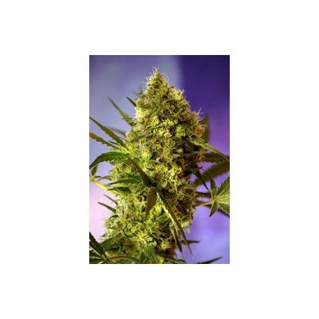 BIG DEVIL #2 AUTO * SWEET SEEDS FEMINIZED 3 SEMI 