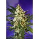 FAST BUD #2 AUTO * SWEET SEEDS FEMINIZED 3 SEMI 