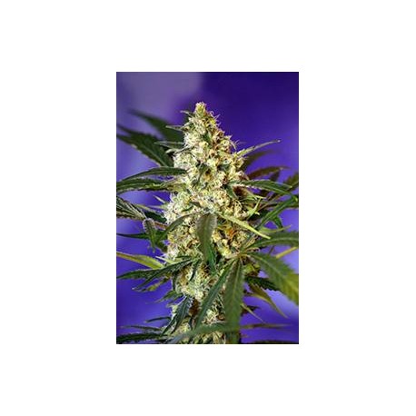 FAST BUD #2 AUTO * SWEET SEEDS FEMINIZED 3 SEMI 