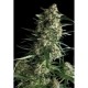 AUTO GALAXY * PYRAMID SEEDS 1 SEME FEM 