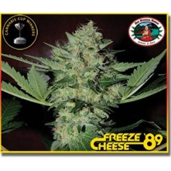 FREEZE CHEESE 89 * BIG BUDDHA 5 SEMI FEM AUTO