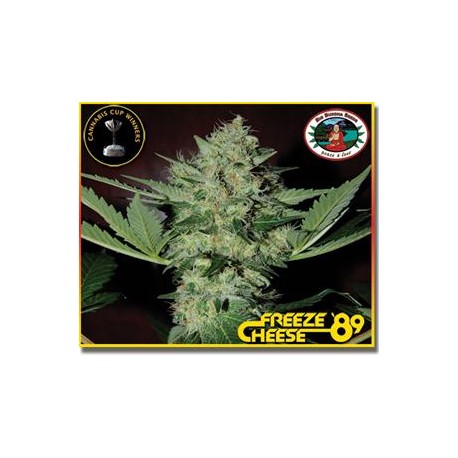 FREEZE CHEESE 89 * BIG BUDDHA 5 SEMI FEM AUTO