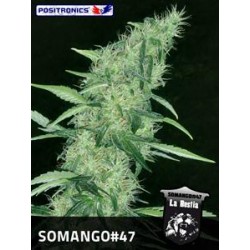 SOMANGO#47 * POSITRONICS FEMINIZED 5 SEMI 