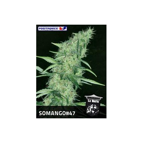 SOMANGO#47 * POSITRONICS FEMINIZED 5 SEMI 