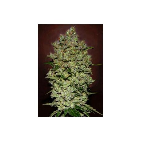 AUTO BIODIESEL MASS * ADVANCED SEEDS 1 SEME FEM 