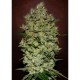 AUTO BIODIESEL MASS * ADVANCED SEEDS 3 SEMI FEM 