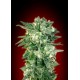 AUTO KAYA 47 * ADVANCED SEEDS 1 SEME FEM