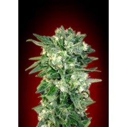 AUTO KAYA 47 * ADVANCED SEEDS 1 SEME FEM