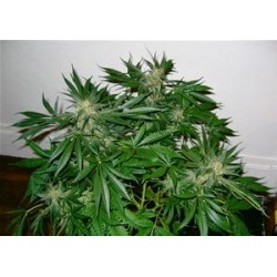 EARLY SKUNK * MR NICE NATURAL 15 SEMI REG 